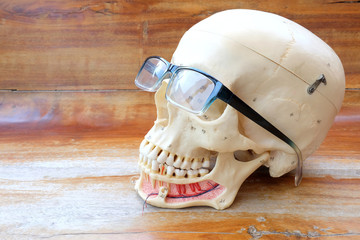 human skull anatomy model