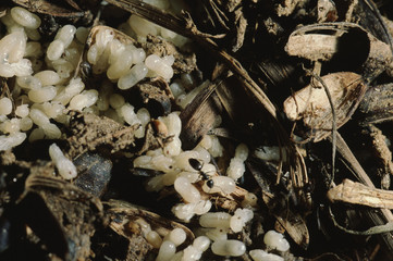 Fire Ant Larva Eggs (Solenopsis)