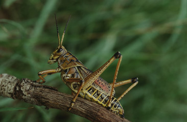 Lubber Grasshopper (Romalea)