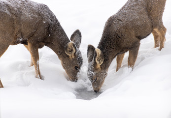 Doe and fawn drinking water