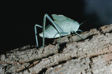 Meadow Grasshopper (Pseudochorthippus Parallelus)