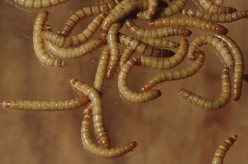 Mealworm Beetle Larva (Tenebrio Molitor)