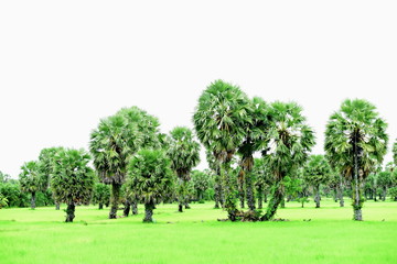 View of green rice fields and Dong Nang area around Tanote palm trees.	