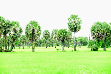 View of green rice fields and Dong Nang area around Tanote palm trees.