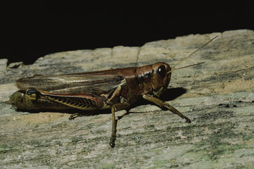 Short-Horned Grasshopper (Caelifera)