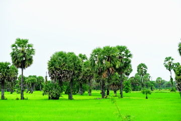 View of green rice fields and Dong Nang area around Tanote palm trees.	