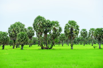 View of green rice fields and Dong Nang area around Tanote palm trees.