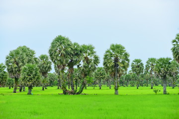 View of green rice fields and Dong Nang area around Tanote palm trees.