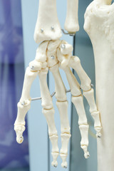 human skeletal anatomy model