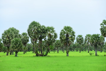 View of green rice fields and Dong Nang area around Tanote palm trees.