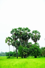 View of green rice fields and Dong Nang area around Tanote palm trees.