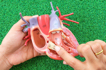 human heart anatomy model