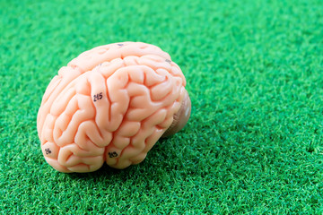 human brain anatomy model