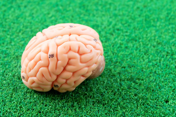 human brain anatomy model