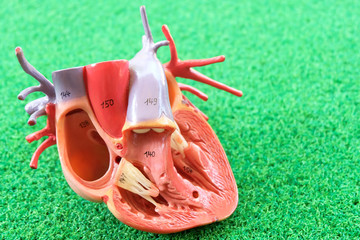 human heart anatomy model