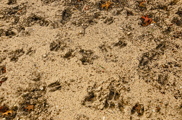 Deer Tracks in Soft Sand or Dirt with a Few Oak Leaves