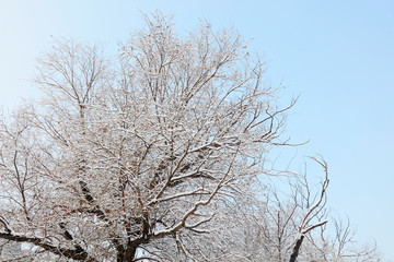 Branches covered with snow