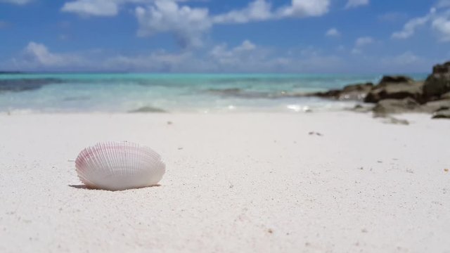 Seashell on the white sand beach with stones and turquoise water in the background