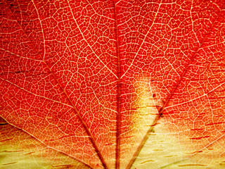 Obraz premium Structure of leaf