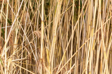 Yellow bulrush as a background in autumn