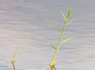 Green reed branch on a pond