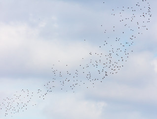 A flock of birds against the sky with clouds