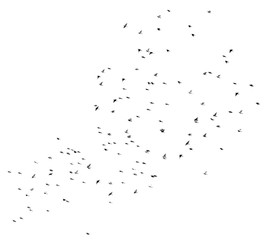 Flock of birds isolated on white background