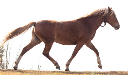 Horse runs isolated on a white background