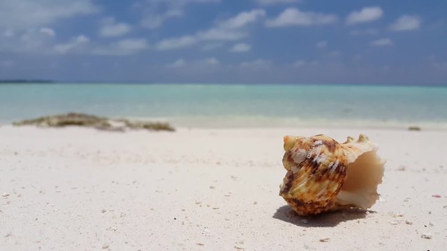 Seahell On The white Sand, tropical sandy beach background, luxury vacation concept