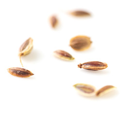 Dill seeds isolated on a white background