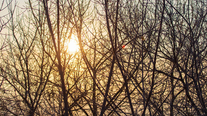 Leafless tree branches at dawn of the sun