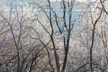 Leafless tree branches at dawn of the sun