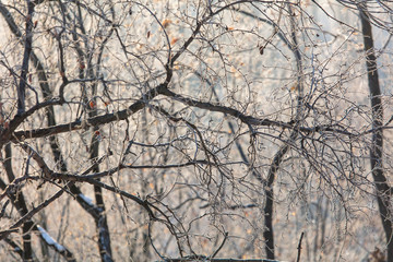 Obraz premium Tree branches in the snow at dawn of the sun