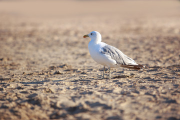 Beautiful young seagull