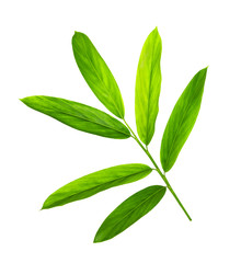 Green galangal leaves pattern isolated on white background