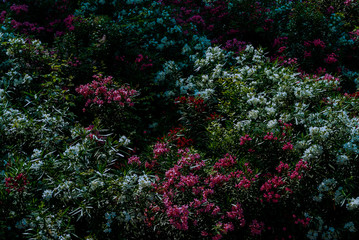 Blühender Oleander im Schattenlicht