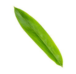 Green galangal leaves pattern isolated on white background