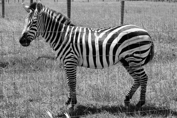 Fototapeta na wymiar Black and white portrait of a zebra
