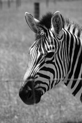Fototapeta na wymiar Black-and-white portrait of a zebra