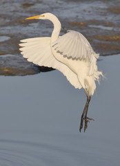 Great Egret in flight