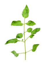 Green leaves pattern,leaf tomato tree isolated on white background