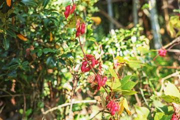 トキリマメと思われる赤い豆果