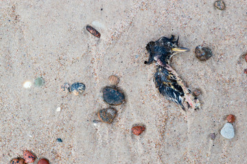 Dead bird on a sand close up