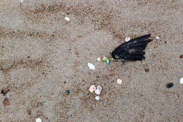 Wing of dead bird on the sand beach and stones