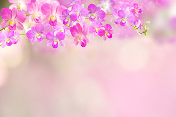 Fototapeta na wymiar pink and purple orchid flowers border background 