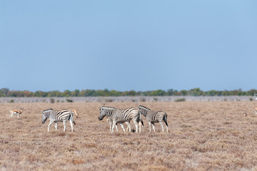 Naklejka na ściany i meble A group of Burchell's Plains zebra -Equus quagga burchelli- standing close to each other on the plains of Etosha National Park, Namibia.