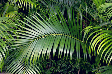 Green leaves pattern,Palm tree