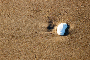 White sea shell on the beach close up
