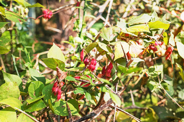 トキリマメと思われる赤い豆果