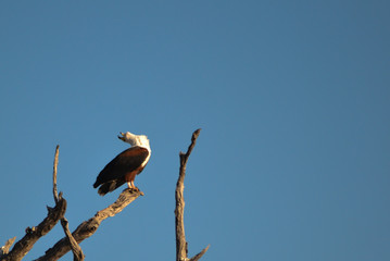 Fisheagle calling